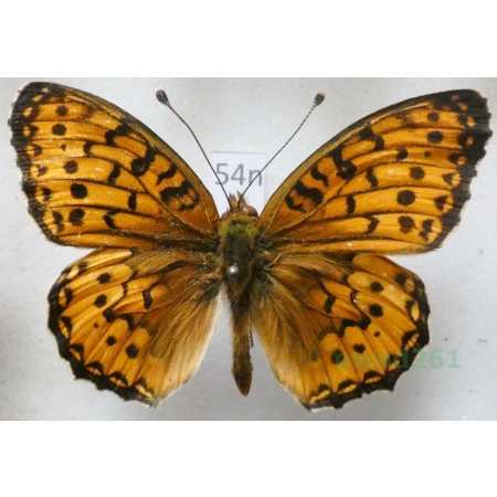 Argynnis adippe (Denis & Schiffermüller, 1775) male Dostojka adype Poland54n